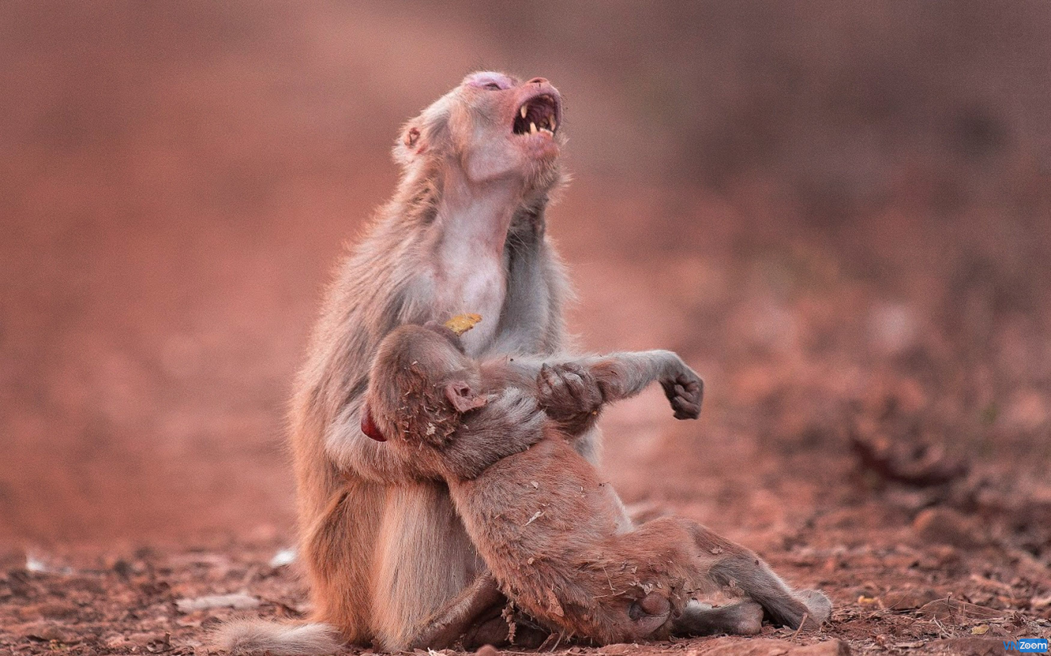 Khỉ mẹ luôn có tình cảm sâu sắc và yêu thương đàn con của mình. Xem hình ảnh này, bạn sẽ thấy một màn tình cảm gia đình đầy cảm động và đặc biệt là rất đáng yêu.