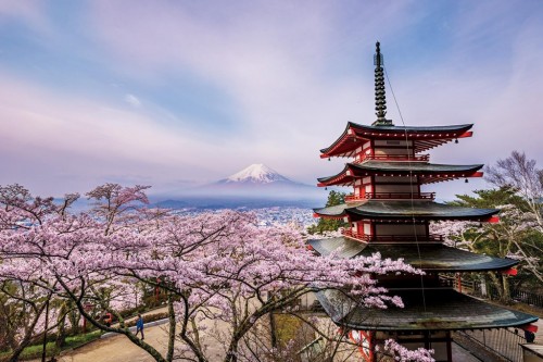 cherryblossomsmtfujijapanngsversion1544524205729adapt19001.jpg
