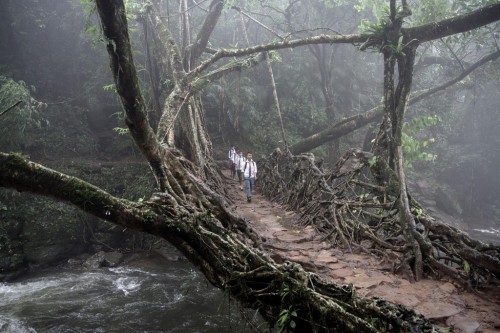 schoolboyslivingrootbridgemeghalayaindiangsversion1544524207930adapt19001.jpg