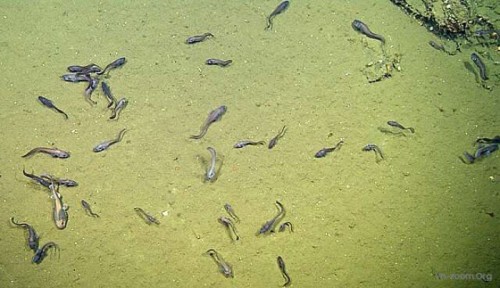 017-fish-hypoxia-suboxic-2-15481304282671902176640.jpg