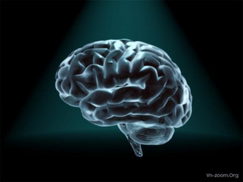 brain-facts-history.jpg