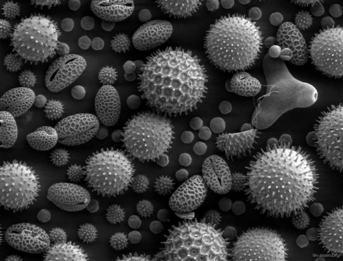 misc_pollen.jpg