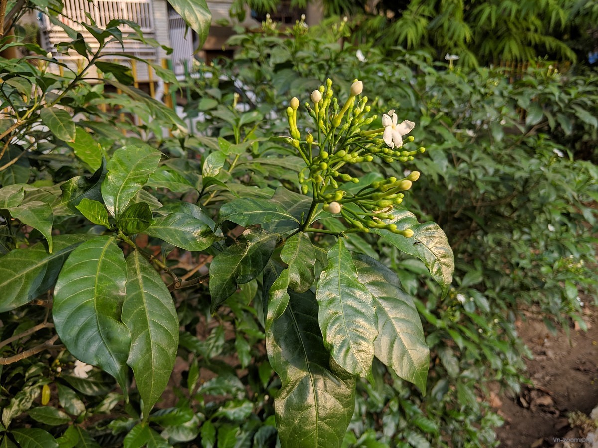 google-pixel-3a-camera-sample-9.jpg