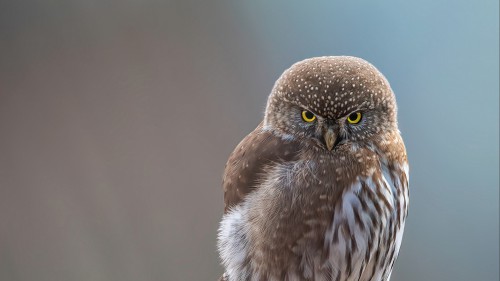 2k hd background animal blur close up macro owl bird wildlif