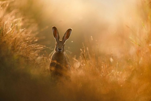 gdt-nature-photographer-of-the-year-2020-5eb109a06bd13__880.jpg
