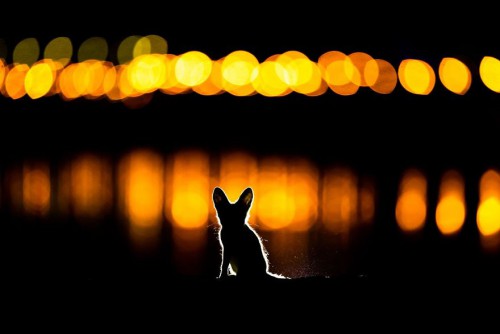 gdt-nature-photographer-of-the-year-2020-5eb109a238ca5__880.jpg