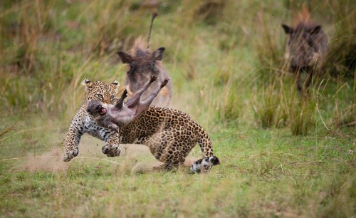 gdt-nature-photographer-of-the-year-2020-5eb109a414980__880.jpg