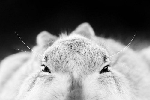 gdt-nature-photographer-of-the-year-2020-5eb109a7e8c93__880.jpg