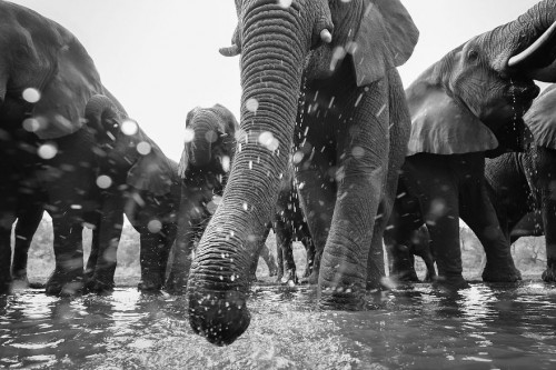 gdt-nature-photographer-of-the-year-2020-5eb109abeb0bb__880.jpg