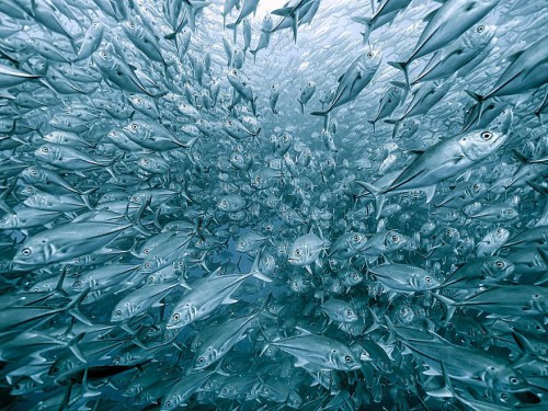 gdt-nature-photographer-of-the-year-2020-5eb10c9a1095f__880.jpg