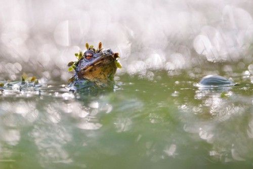 gdt-nature-photographer-of-the-year-2020-5eb10c9ceb3ad__880.jpg