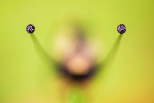 gdt-nature-photographer-of-the-year-2020-5eb10c9ed629f__880.jpg