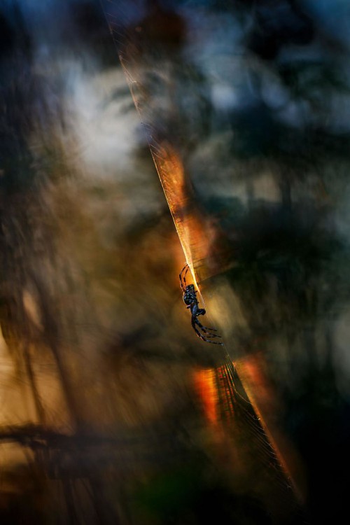 gdt-nature-photographer-of-the-year-2020-5eb10ca0f0ecf__880.jpg