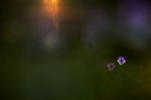 gdt-nature-photographer-of-the-year-2020-5eb10faed9862__880.jpg