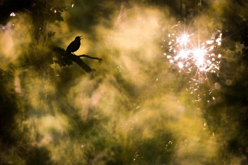 gdt-nature-photographer-of-the-year-2020-5eb1144ce28ac__880.jpg