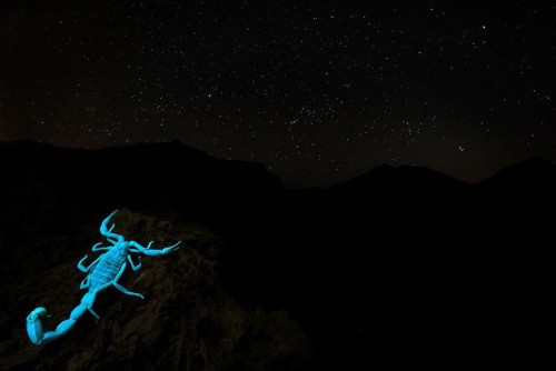 gdt-nature-photographer-of-the-year-2020-5eb114541350b__880.jpg