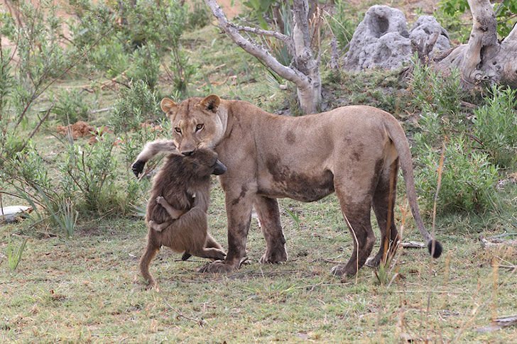 a-lioness-captures-a-baby-baboon-and-does-the-last-thing-youd-expect_1.jpg