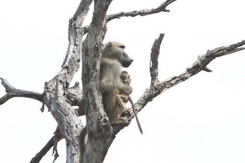 a-lioness-captures-a-baby-baboon-and-does-the-last-thing-youd-expect_10.jpg