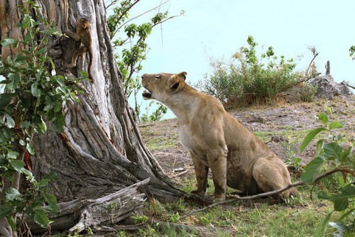 a-lioness-captures-a-baby-baboon-and-does-the-last-thing-youd-expect_2.jpg