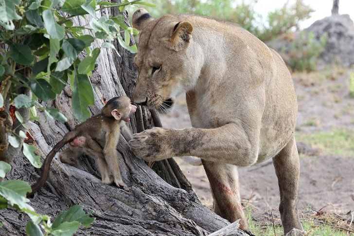 a-lioness-captures-a-baby-baboon-and-does-the-last-thing-youd-expect_4.jpg