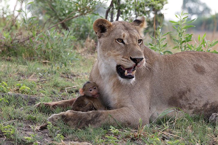 a-lioness-captures-a-baby-baboon-and-does-the-last-thing-youd-expect_5.jpg