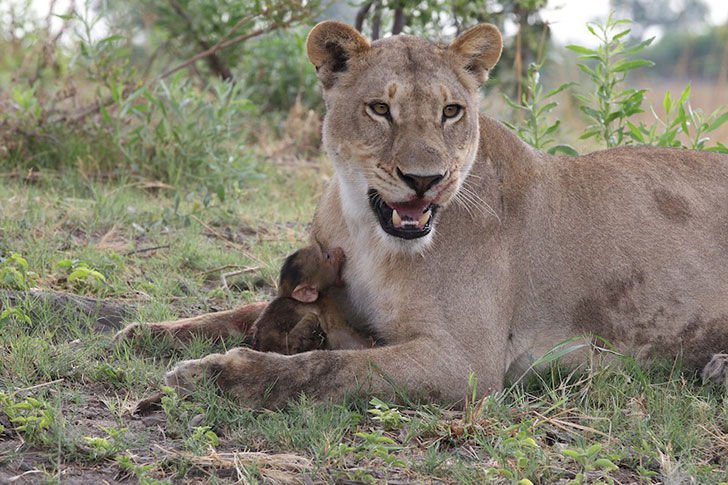 a-lioness-captures-a-baby-baboon-and-does-the-last-thing-youd-expect_6.jpg