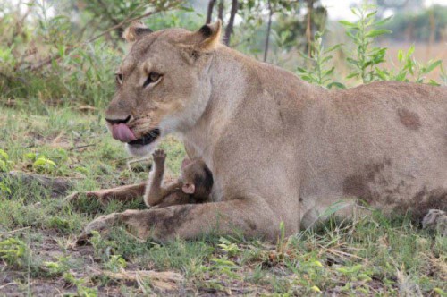 a-lioness-captures-a-baby-baboon-and-does-the-last-thing-youd-expect_7.jpg