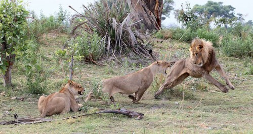 a-lioness-captures-a-baby-baboon-and-does-the-last-thing-youd-expect_8.jpg
