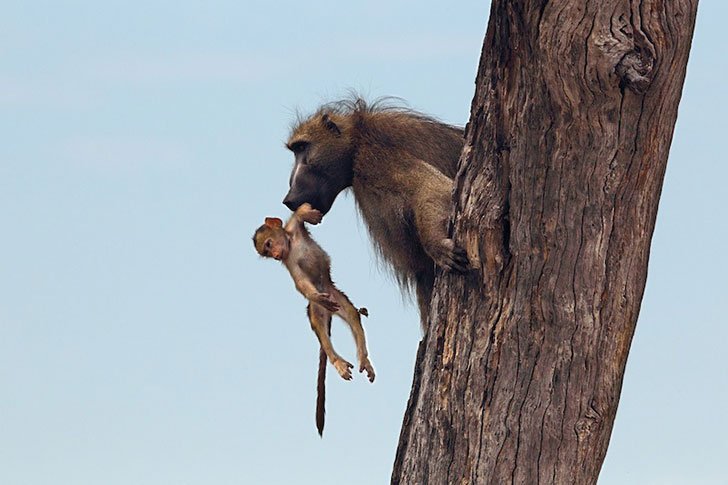 a-lioness-captures-a-baby-baboon-and-does-the-last-thing-youd-expect_9.jpg
