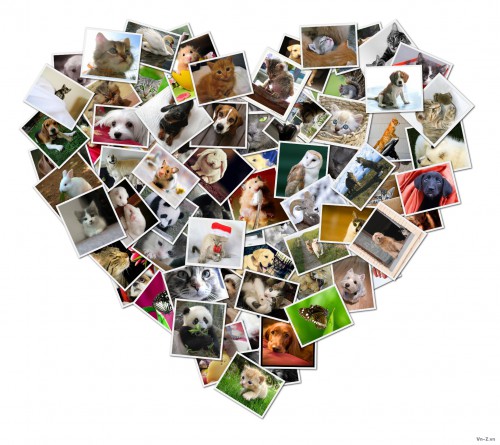 test-Shape-Collage.jpg