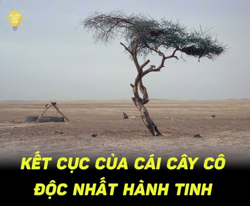 Caykeo-co-doc-nhat-hanh-tinh.jpg