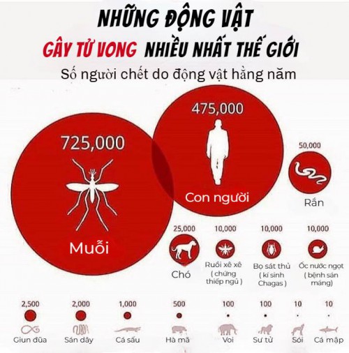loaigaytuvong.jpg