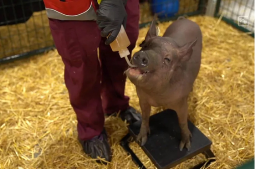 Pig-Neuralink.png