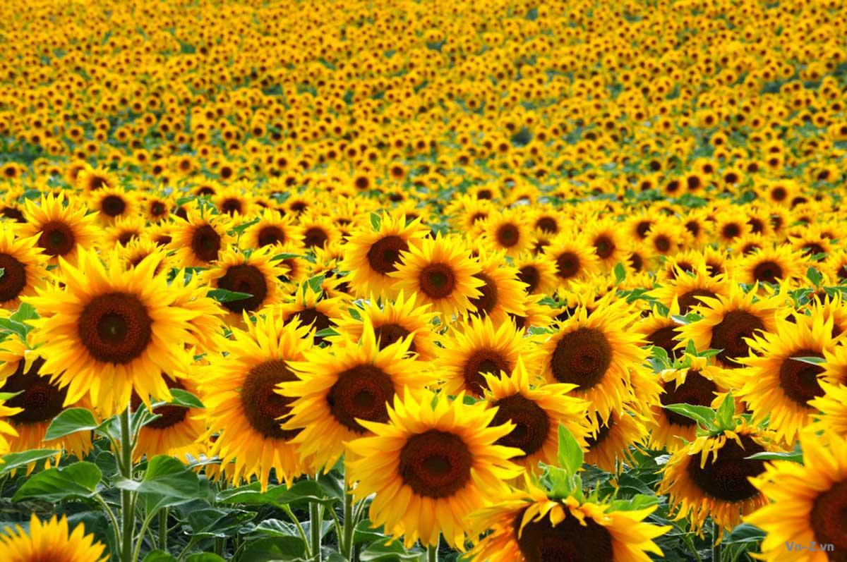 Một nông dân trồng hơn 2 triệu bông hoa hướng dương để giúp mọi người hạnh  phúc | VN-Zoom | Cộng đồng Chia Sẻ Kiến Thức Công Nghệ và Phần Mềm Máy Tính