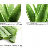 Aloe-vera