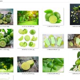 Amazing-Lime-Collection-2