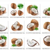 060-Coconut.on.white.background