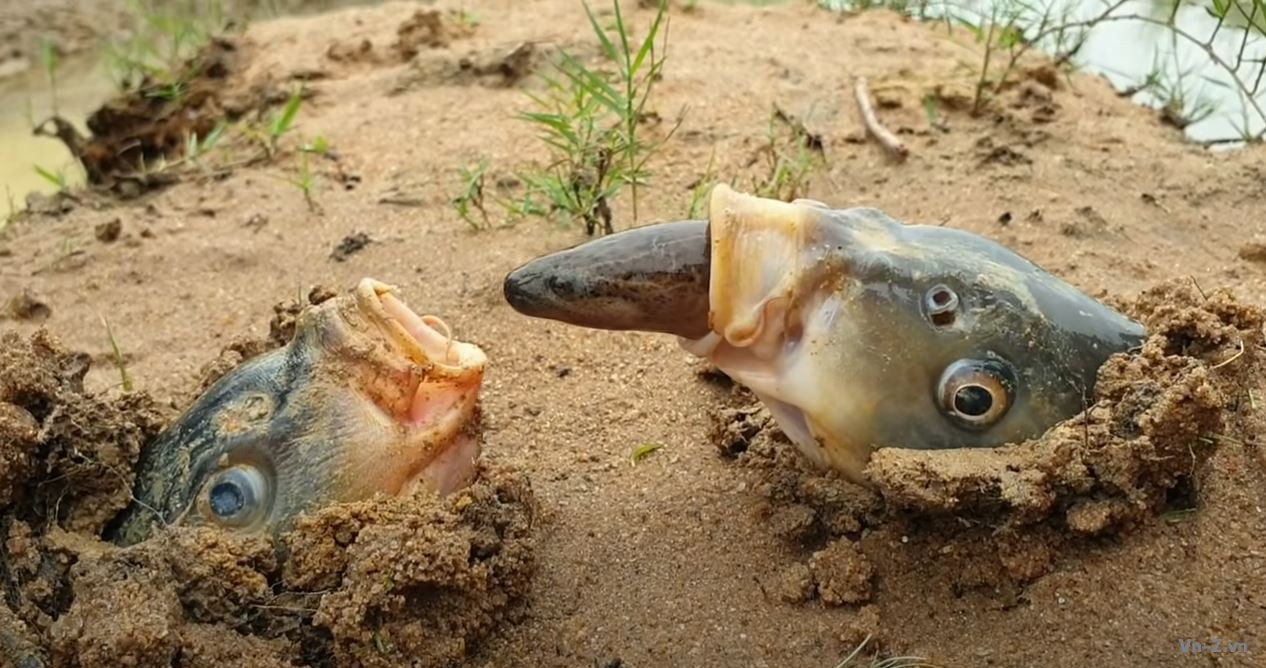 Thế giới động vật - Video hai con cá ngầm chung một con lươn không có thật. Thực tế có lẽ còn tệ hơn | VN-Zoom | Cộng đồng Chia Sẻ Kiến