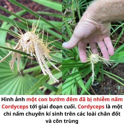 Cordyceps.jpg