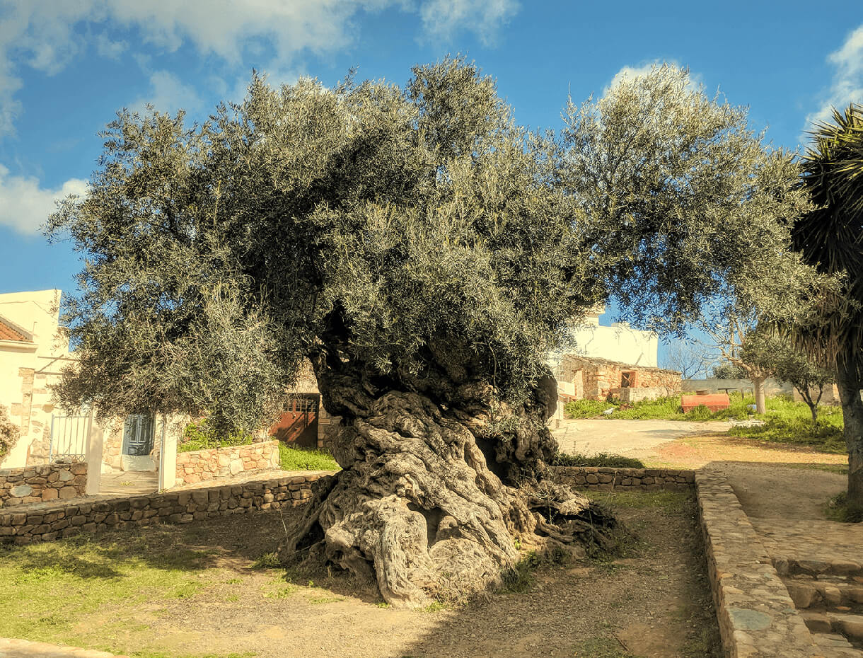 The-oldest-olive-tree-in-the-World.jpg
