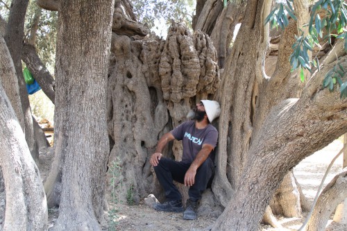olive-tree-sitting.jpg
