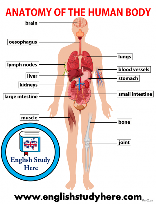 Anatomy-of-the-human-body.png