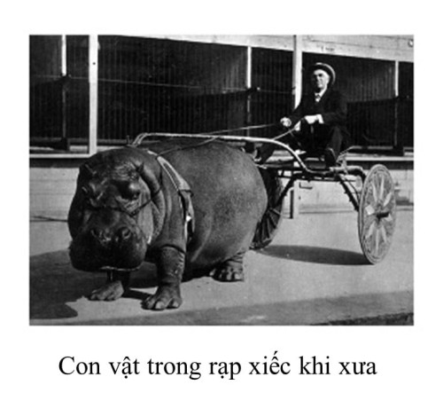 con-vat-trong-rap-xiec.jpg