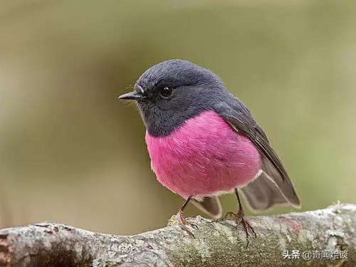 chim-Pink-Robin-hong.jpg