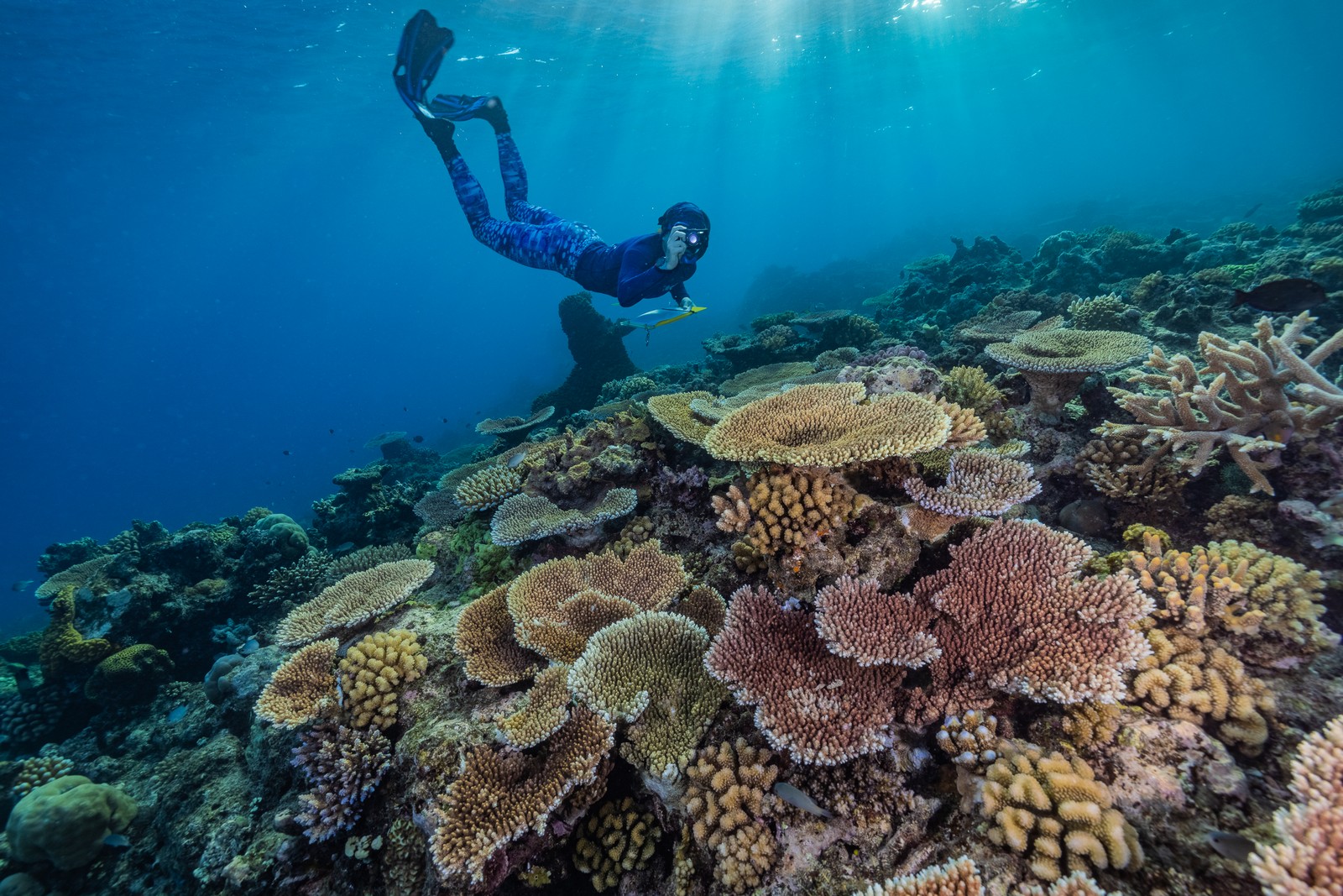 Great-Reef-Census-Snorkeler.jpg