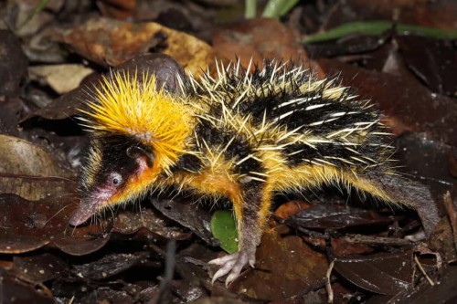 4.-Nhim-sc-van-Lowland-Streaked-Tenrec.jpg