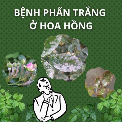 phan-trang-hoa-hong.jpg