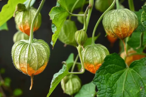 canapum physalis cay tam bop