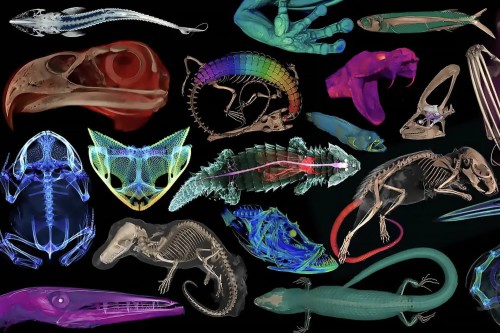 Ban-sao-OpenVertebrate.jpg