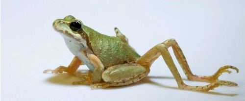 Ribeiroia-ondatrae-ech-1.jpg